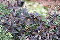 Hellebore Black Tie (Helleborus x hybridus) Established Gal Size – Lenten Rose
