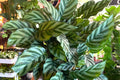 Calathea Freddie Live Rooted Starter House Plant – Low Light, Air-Purifying