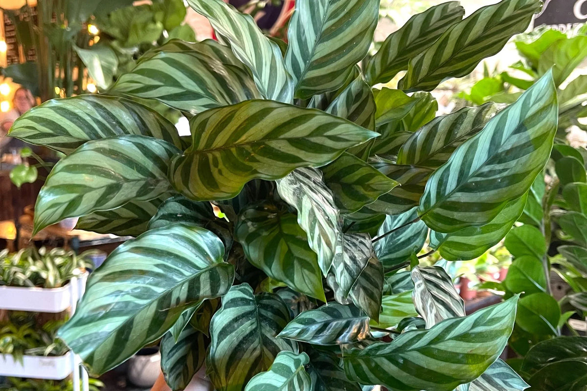 Calathea Freddie Live Rooted Starter House Plant – Low Light, Air-Purifying