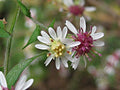 Calico Aster (Symphyotrichum lateriflorum) Seeds - 100 Non-GMO
