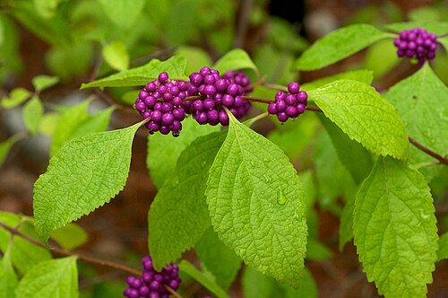 American Beautyberry Cuttings Callicarpa americana – 12 Unrooted Live Cuttings