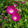 Callirhoe involucrata Seeds - Purple Poppy Mallow (Winecup) 15 Seeds (100mg) Non-GMO