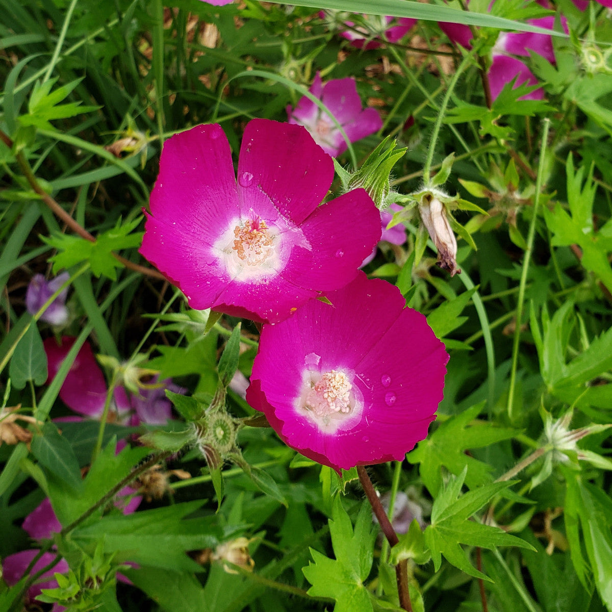 Callirhoe involucrata Seeds - Purple Poppy Mallow (Winecup) 15 Seeds (100mg) Non-GMO