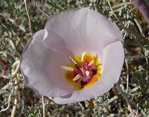 Calochortus flexuosus (Winding Mariposa Lily) Seeds – 30 Non-GMO