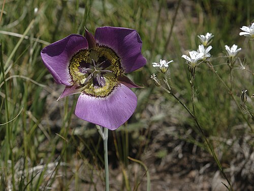 Calochortus gunnisonii Seeds | Rocky Mountain Mariposa Lily – 30 Non-GMO Seeds