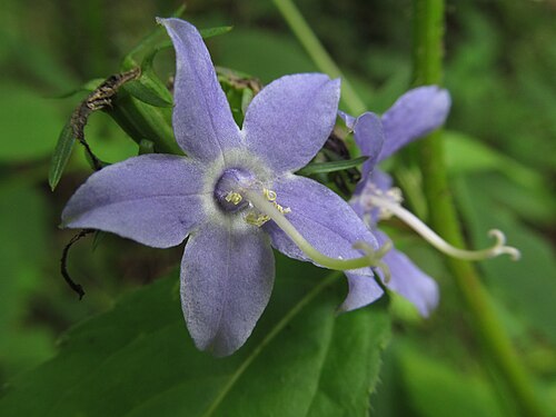 Campanula americana Tall Bellflower Seeds - 500 Premium Non-GMO
