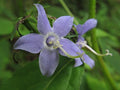 Campanula americana Tall Bellflower Seeds - 500 Premium Non-GMO