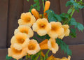 Yellow Trumpet Creeper Vine Campsis Radicans - Live Plant in Pot, Fast-Growing Climber