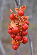 American Bittersweet (Celastrus scandens) Seeds – 30 Non-GMO Native Climbing Vine