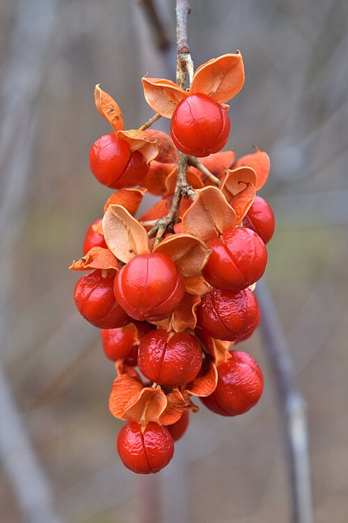 American Bittersweet (Celastrus scandens) Seeds – 30 Non-GMO Native Climbing Vine