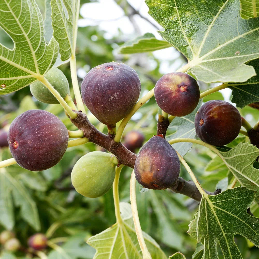 Blue Celeste Fig Tree Cuttings (Unrooted) - Ficus carica Scion Wood for Propagation