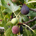 Celeste Fig Cuttings (Ficus carica) - 2 Unrooted 6-8" | Sugar Fig for Propagation