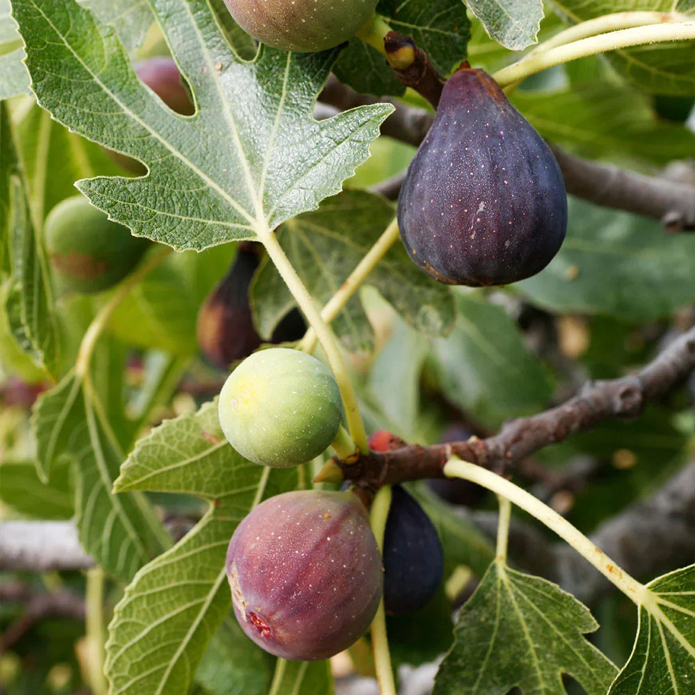 Celeste Fig Cuttings (Ficus carica) - 2 Unrooted 6-8" | Sugar Fig for Propagation