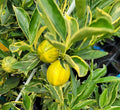 Centennial Variegated Kumquat Cuttings (Fortunella japonica) – 3 Fresh Scions for Rooting or Grafting