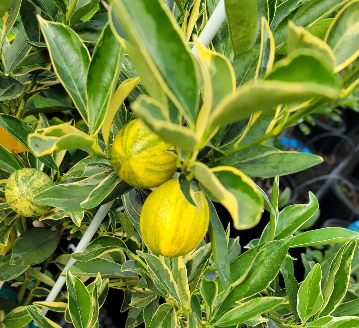 Centennial Variegated Kumquat Cuttings (Fortunella japonica) – 3 Fresh Scions for Rooting or Grafting