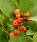 Hong Kong Kumquat Cuttings Fortunella hindsii – 3 Fresh Scions for Rooting or Grafting