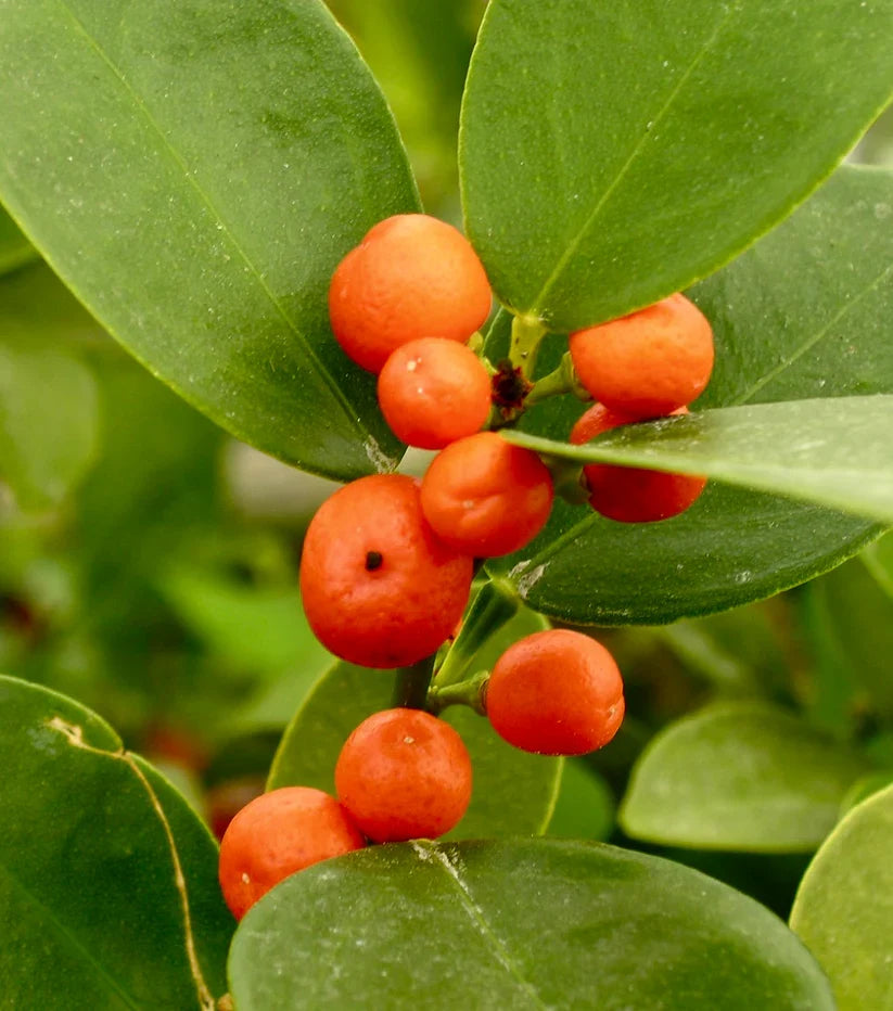 Hong Kong Kumquat Cuttings Fortunella hindsii – 3 Fresh Scions for Rooting or Grafting