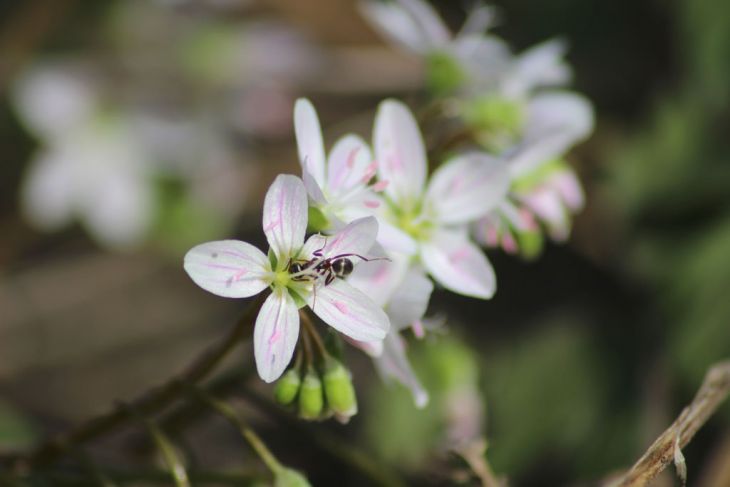Claytonia virginica Seeds (Spring Beauty) - 75 Non-GMO Seeds for Shade Gardens & Woodland Plots