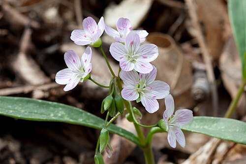 Claytonia virginica Seeds (Spring Beauty) - 75 Non-GMO Seeds for Shade Gardens & Woodland Plots