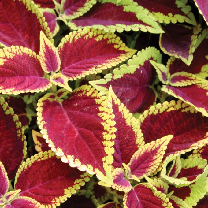 Coleus Defiance Live Plant – Small Bareroot Starter with Red Foliage