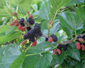 Contorted Mulberry Cuttings (3 Unrooted) - Twisted Corkscrew Morus for Rooting & Propagation