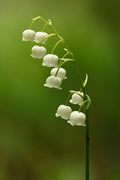 Lily of the Valley Bare Root Plants | Convallaria majalis | 3 Plants, Fragrant White Blooms