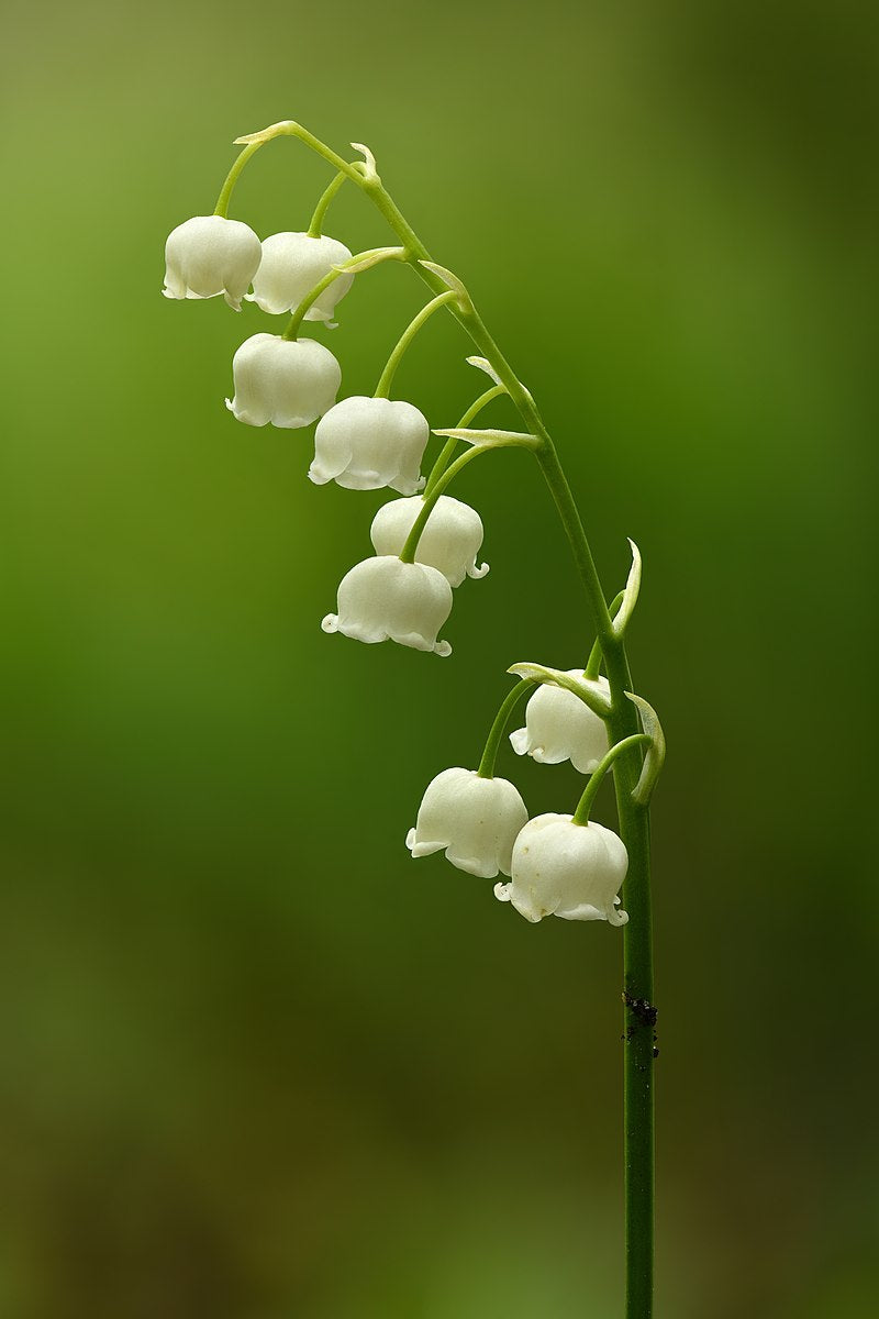 Lily of the Valley Bare Root Plants | Convallaria majalis | 3 Plants, Fragrant White Blooms