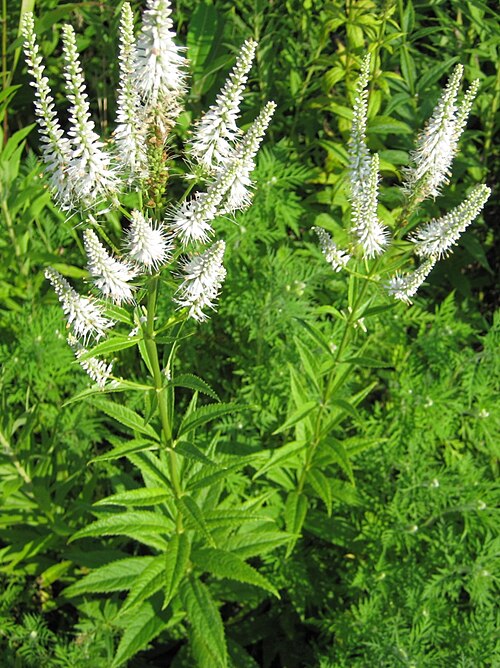 Veronicastrum virginicum (Culver’s Root) Seeds – 2500 Premium Non-GMO Seeds