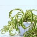4 Rooted Curly Spider Plants (Chlorophytum ‘Bonnie’) - Live Houseplants