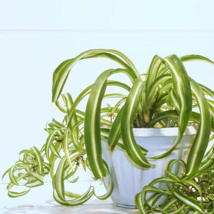 4 Rooted Curly Spider Plants (Chlorophytum ‘Bonnie’) - Live Houseplants