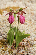 Pink Lady’s Slipper Orchid Cypripedium acaule - Bare-Root Live Plant