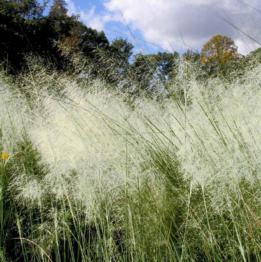 White Cloud Muhly Grass – Muhlenbergia capillaris, Mature 6" Pot