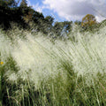 White Cloud Muhly Grass – Muhlenbergia capillaris, Mature 6" Pot