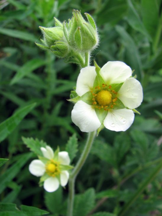 Drymocallis arguta (Prairie Cinquefoil) Seeds - 500 Non-GMO, Pollinator-Friendly Native Perennial