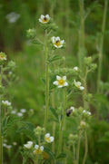 Drymocallis arguta (Prairie Cinquefoil) Seeds - 500 Non-GMO, Pollinator-Friendly Native Perennial