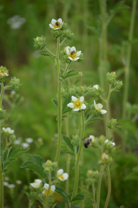 Drymocallis arguta (Prairie Cinquefoil) Seeds - 500 Non-GMO, Pollinator-Friendly Native Perennial