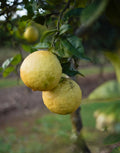 Ponderosa Lemon Cuttings (Citrus × pyriformis) 6–8 Inch Unrooted for Rooting or Grafting