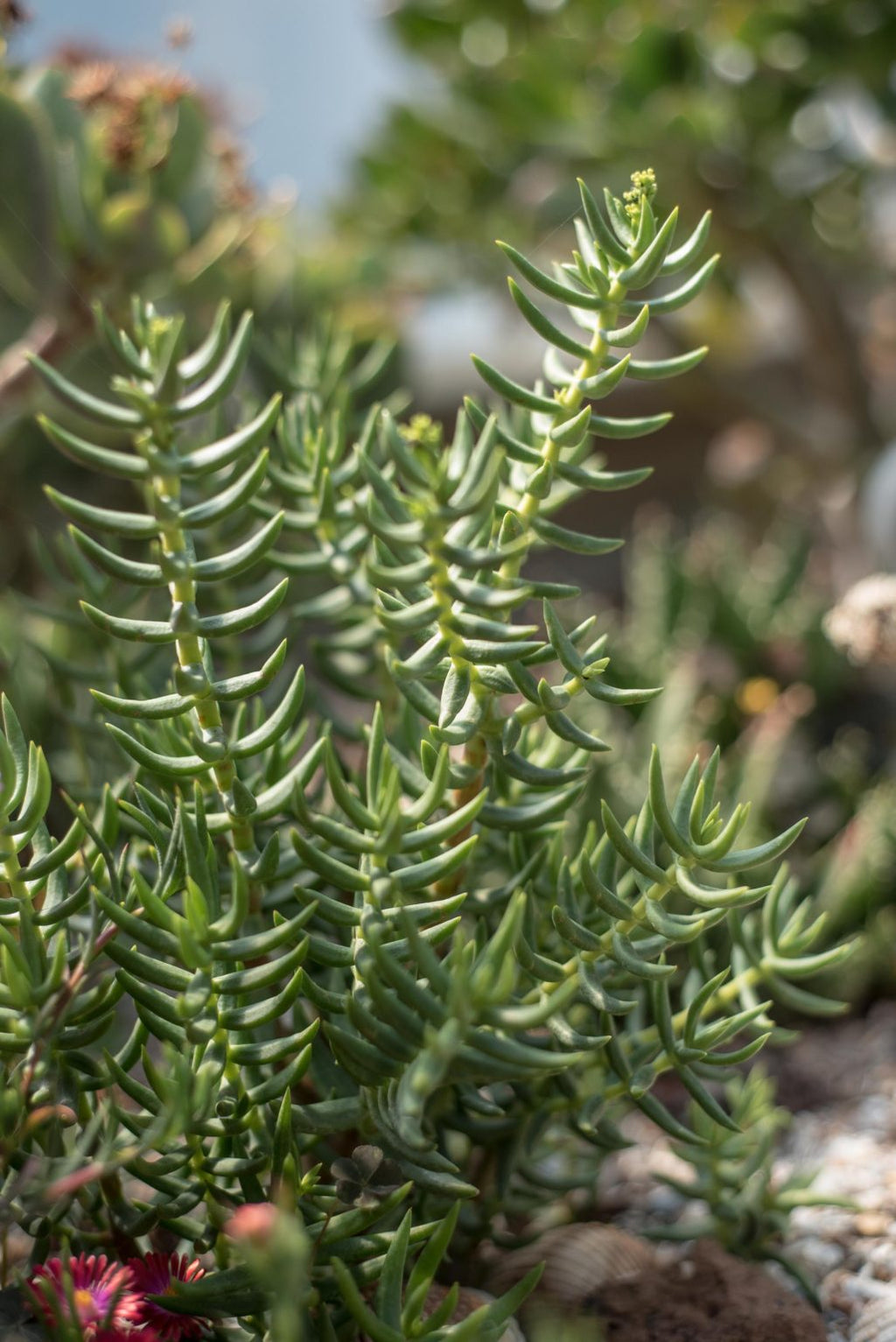 Crassula Tetragona Mini Pine Tree Cuttings - 7 Live Unrooted Cuttings (5-8") for Bonsai & Propagation