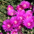 Magenta Delosperma cooperi Ice Plant Cuttings – 5 Unrooted 3–6", Drought-Tolerant Ground Cover