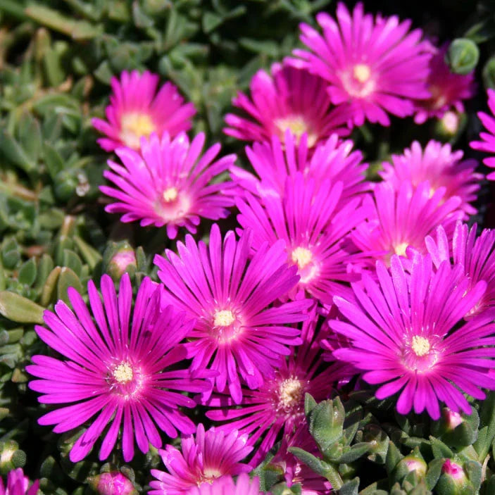 Magenta Delosperma cooperi Ice Plant Cuttings – 5 Unrooted 3–6", Drought-Tolerant Ground Cover