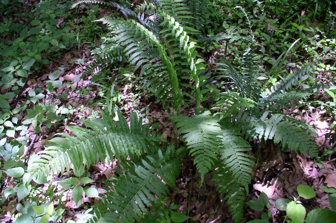 Glade Ferns (Athyrium pycnocarpon) – 3 Bare-Root Tennessee Ostrich Ferns for Shade Gardens