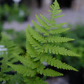 Leatherwood Fern Dryopteris marginalis Bare-Root (Set of 5) | Native Shade Perennial