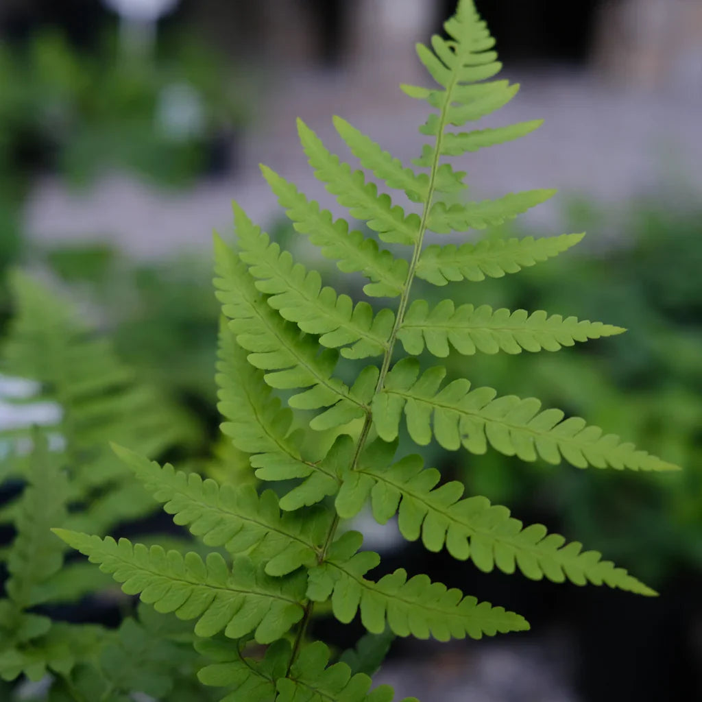 Leatherwood Fern Dryopteris marginalis Bare-Root (Set of 5) | Native Shade Perennial