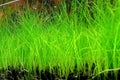 Dwarf Hairgrass Eleocharis parvula — Bare Root Live Aquarium Plant for Foreground Carpeting