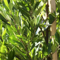 Cherry Laurel Cuttings (Prunus laurocerasus) - 20 Unrooted, Organically Grown