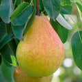 Ayers Sugar Pear Tree - 1 Live BareRoot 1–2 ft | Cold Hardy Heirloom Pear