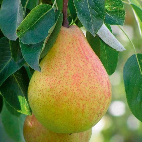 Ayers Sugar Pear Tree - 1 Live BareRoot 1–2 ft | Cold Hardy Heirloom Pear