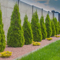 Arborvitae Emerald Green Cuttings – 10 Fresh Unrooted Thuja occidentalis ‘Smaragd’ for Propagation