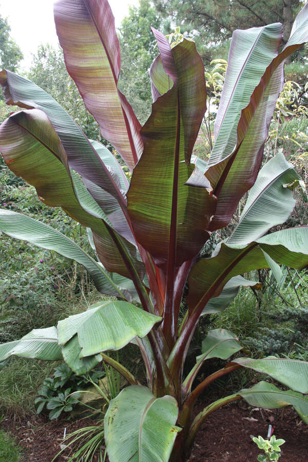 Ensete maurelii Red Abyssinian Banana Plant | Live Ornamental Banana, Cold Hardy Zone 8+