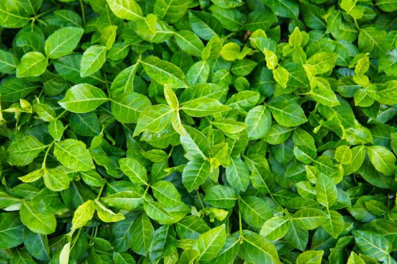 Purple Wintercreeper Euonymus fortunei 'Coloratus' Bare Root Plants | 25 Live